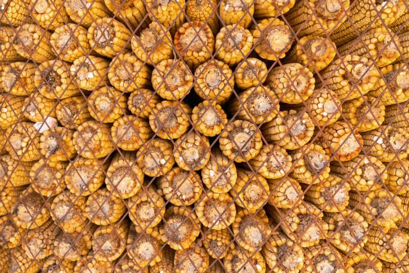 干玉米棒堆叠背景图片