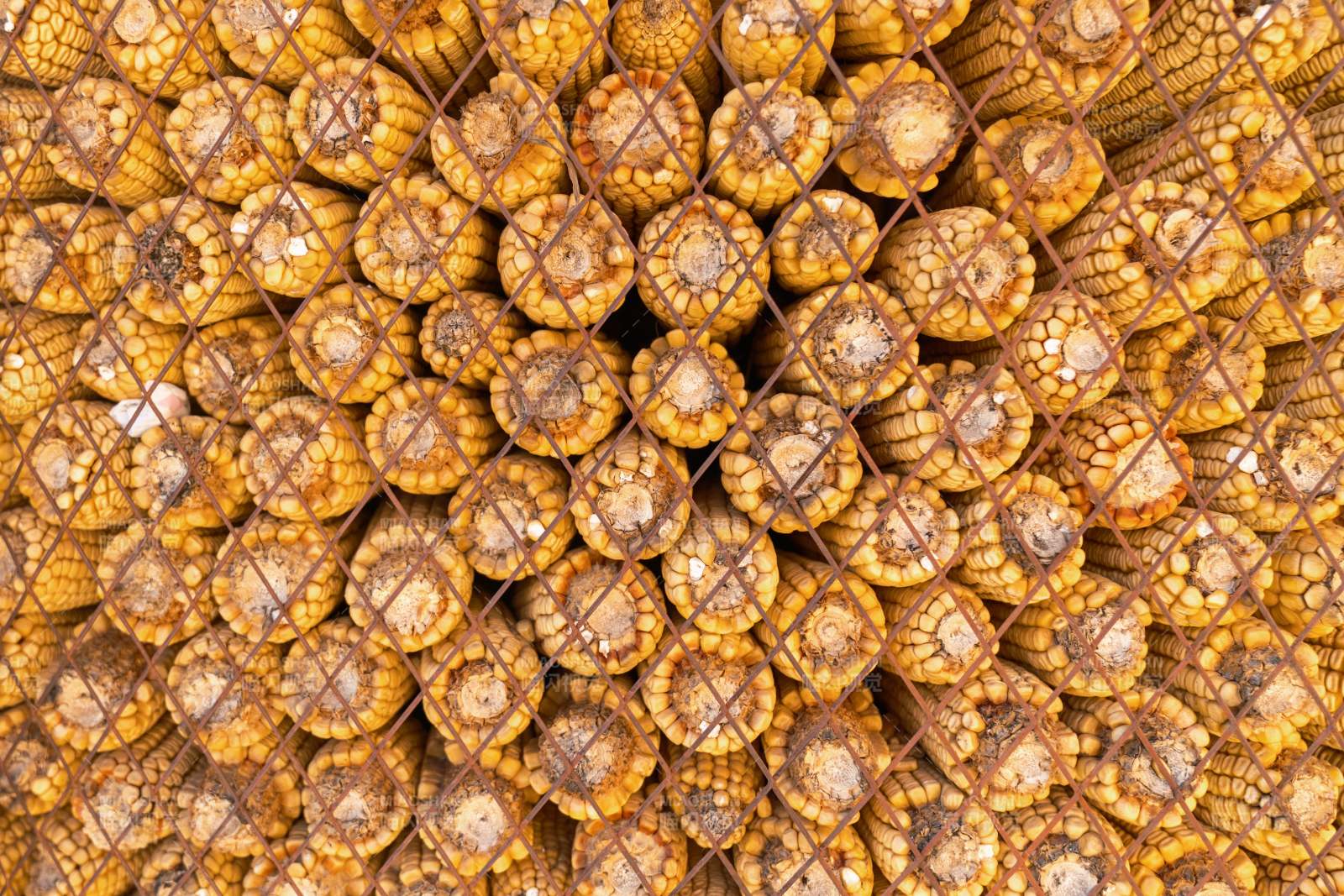 干玉米棒堆叠背景图片