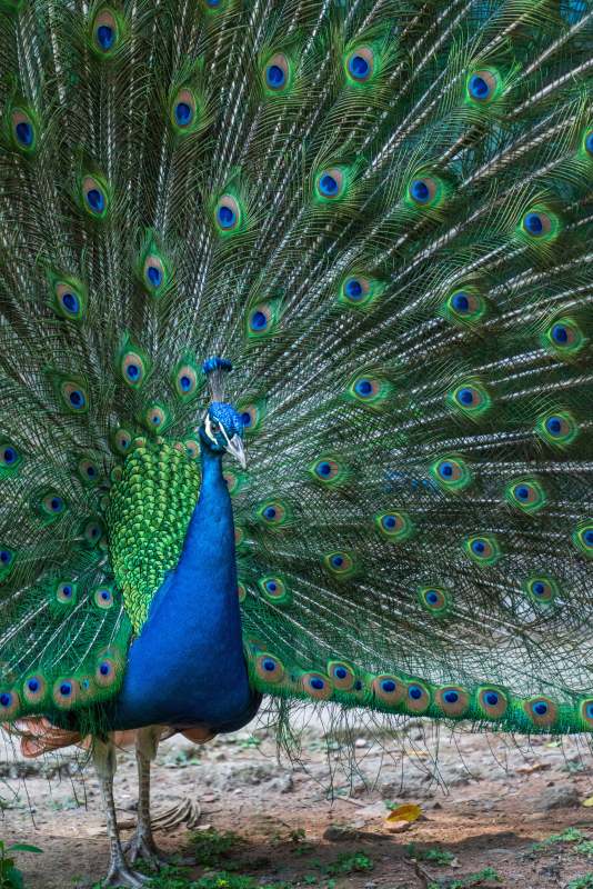 开屏的孔雀图片