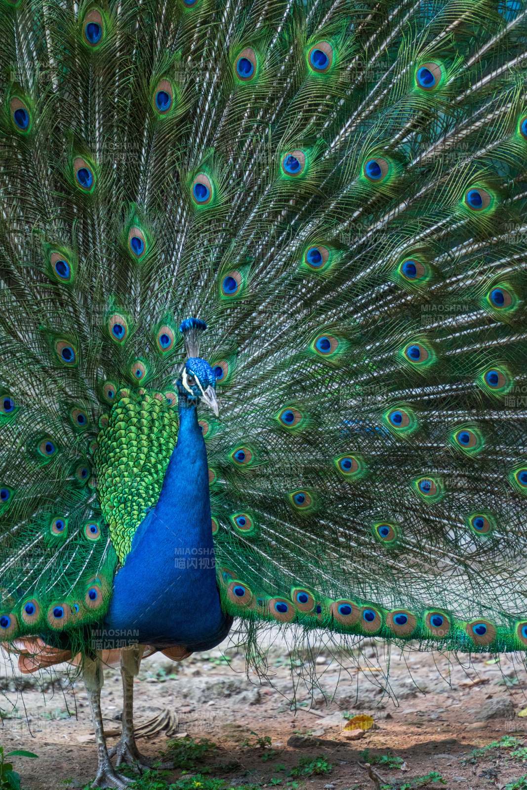 开屏的孔雀图片