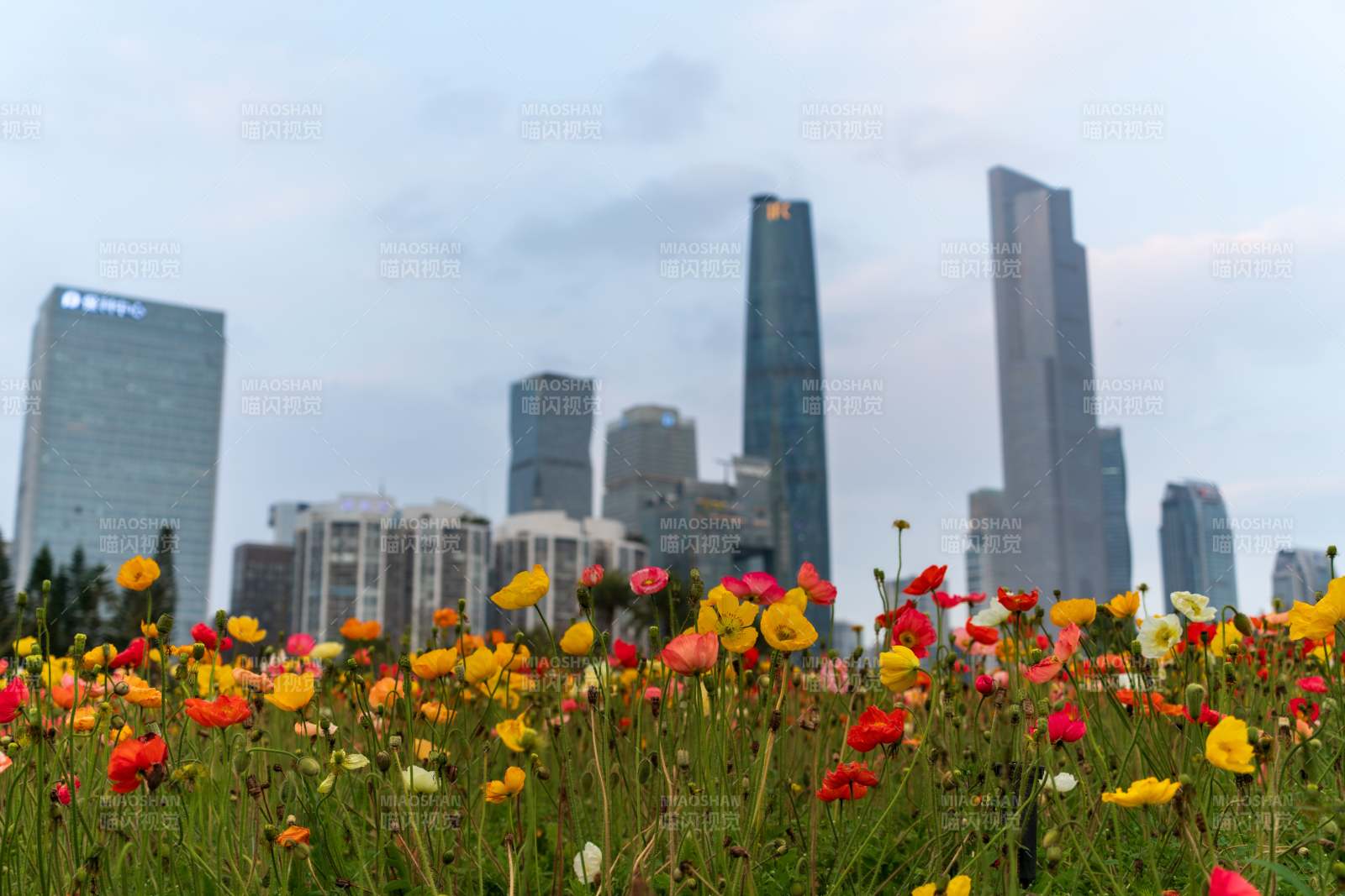 城市花海图片