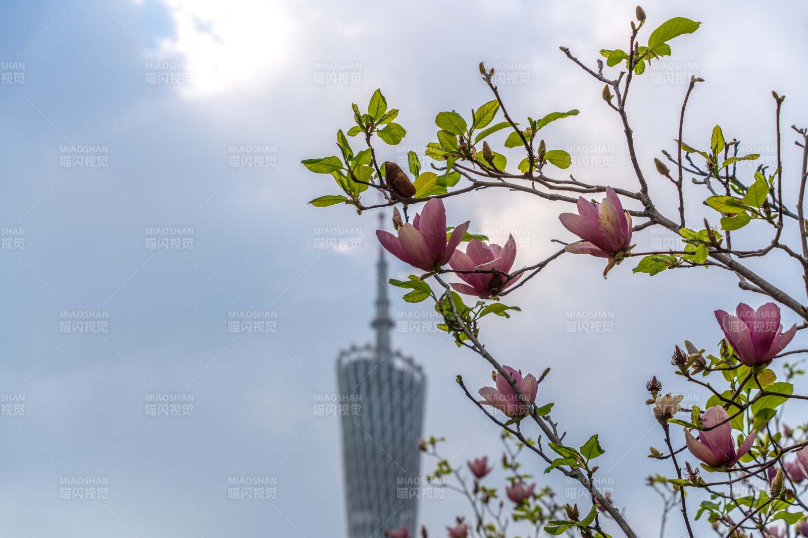 花开时节 塔影映天图片