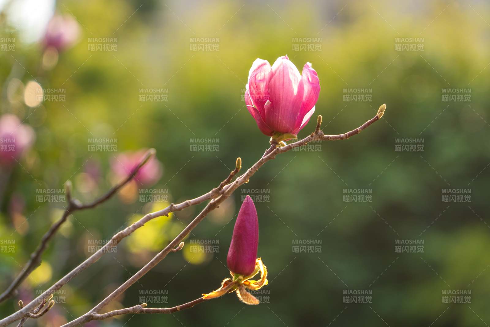 春日木兰花花蕾初绽图片