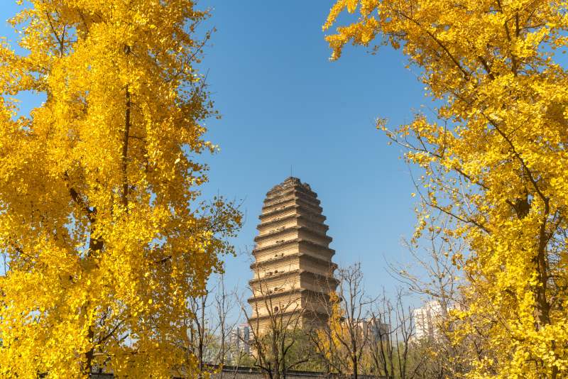 秋日古塔与银杏树图片