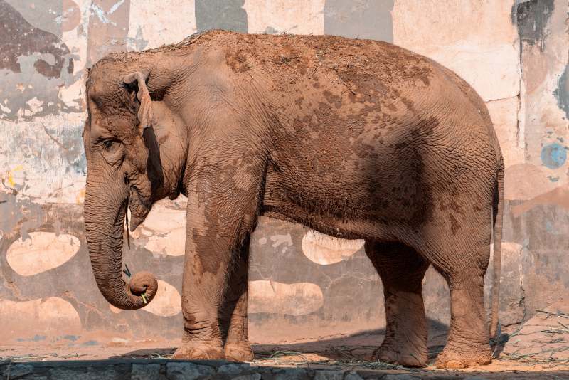 大象的日常图片