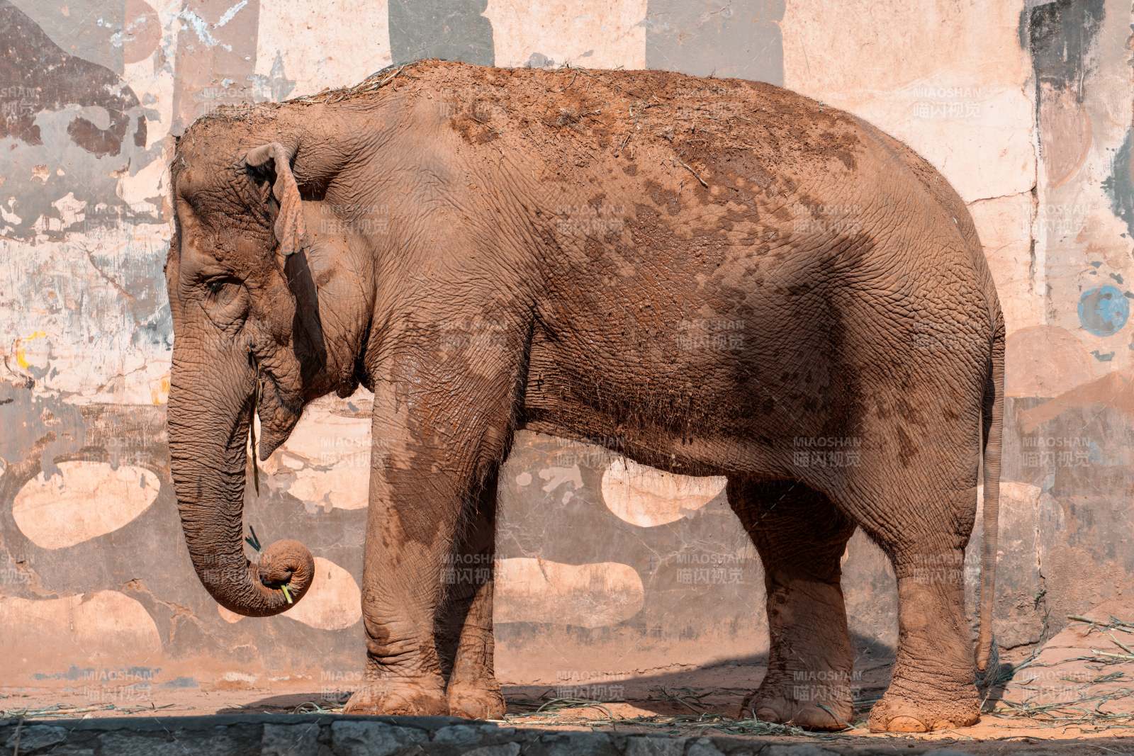 大象的日常图片