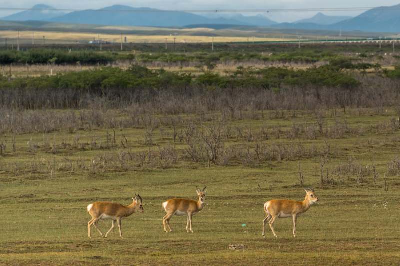 草原上的普氏原羚图片