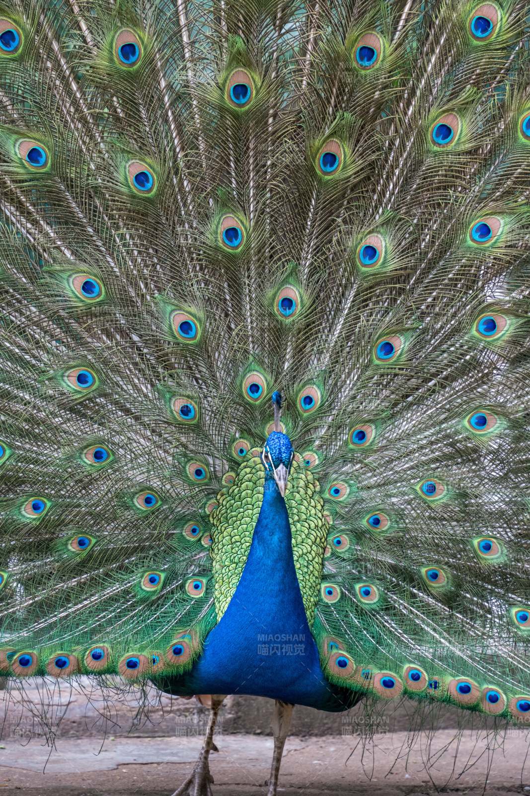 开屏的孔雀图片