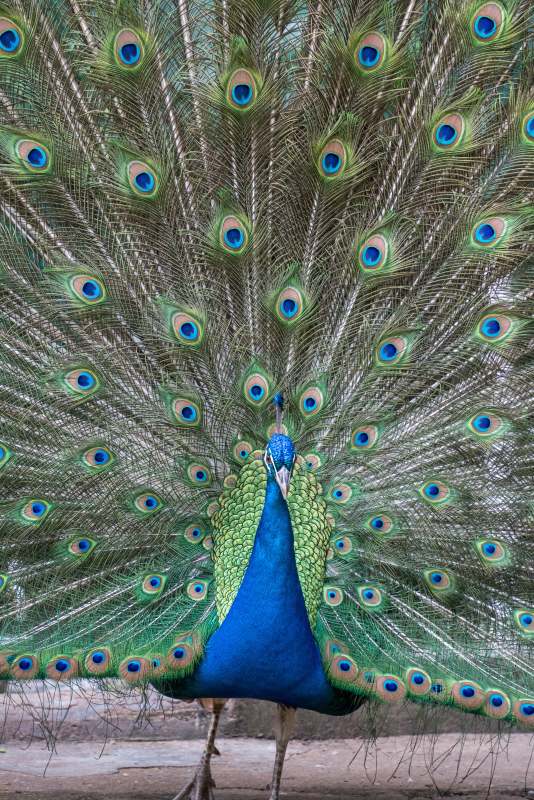 开屏的孔雀图片