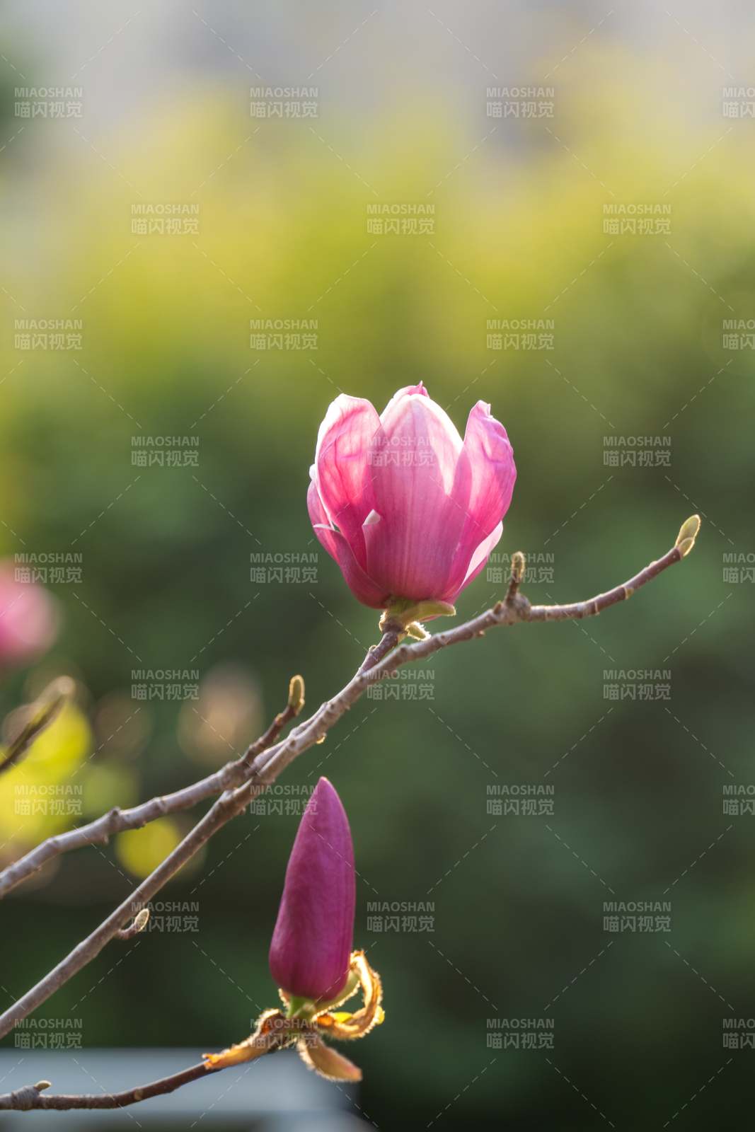 粉色花蕾迎春开图片