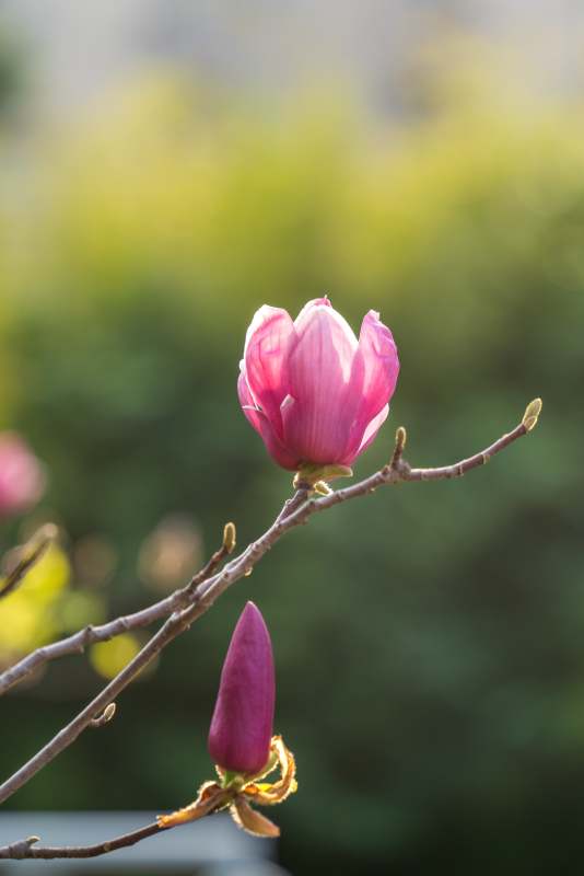 粉色花蕾迎春开图片
