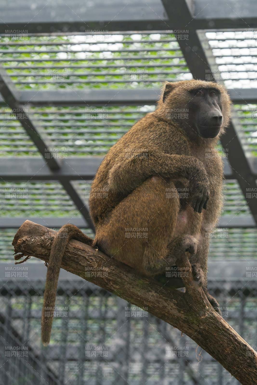 笼中沉思的狒狒图片