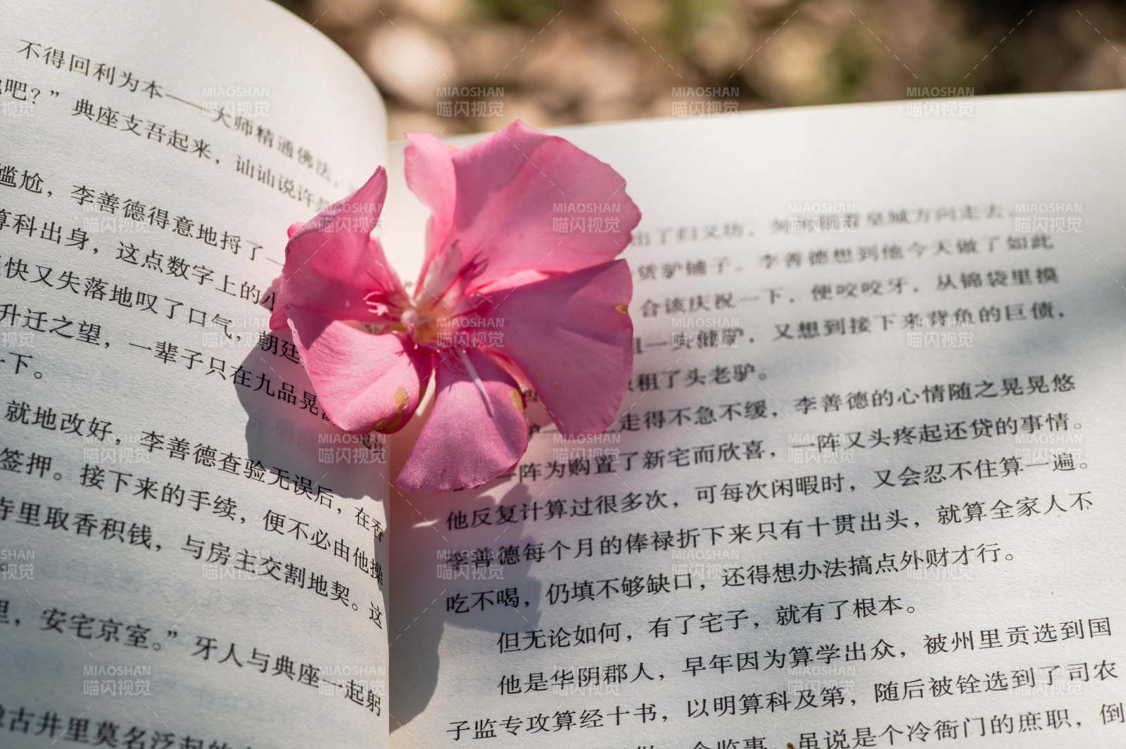 书页间的粉色花朵图片