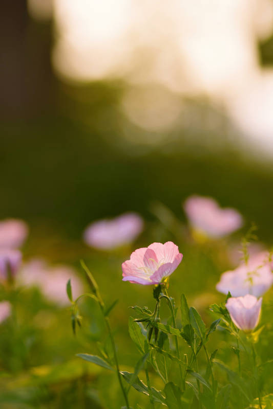 夕阳下的粉色花朵图片