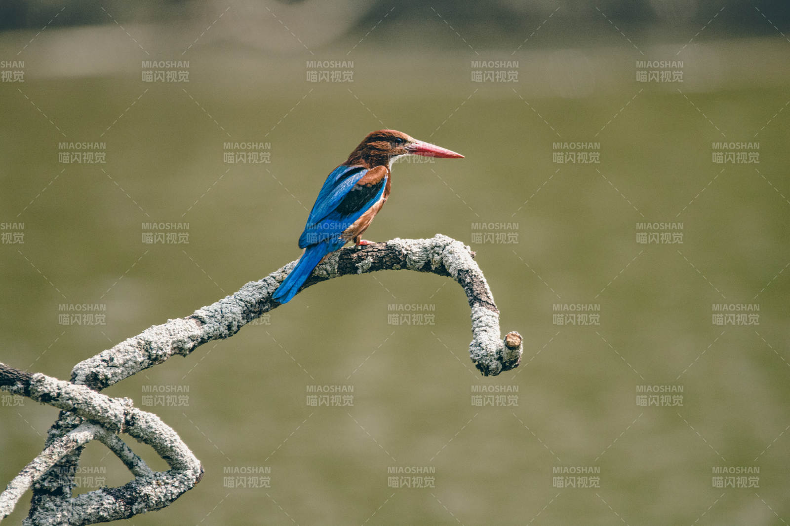 翠鸟栖息枝头图片