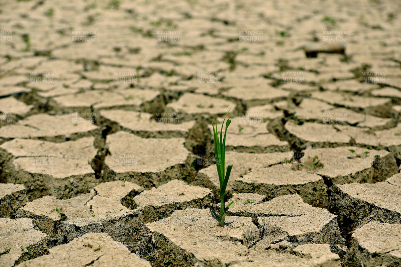 希望在干涸中萌芽图片