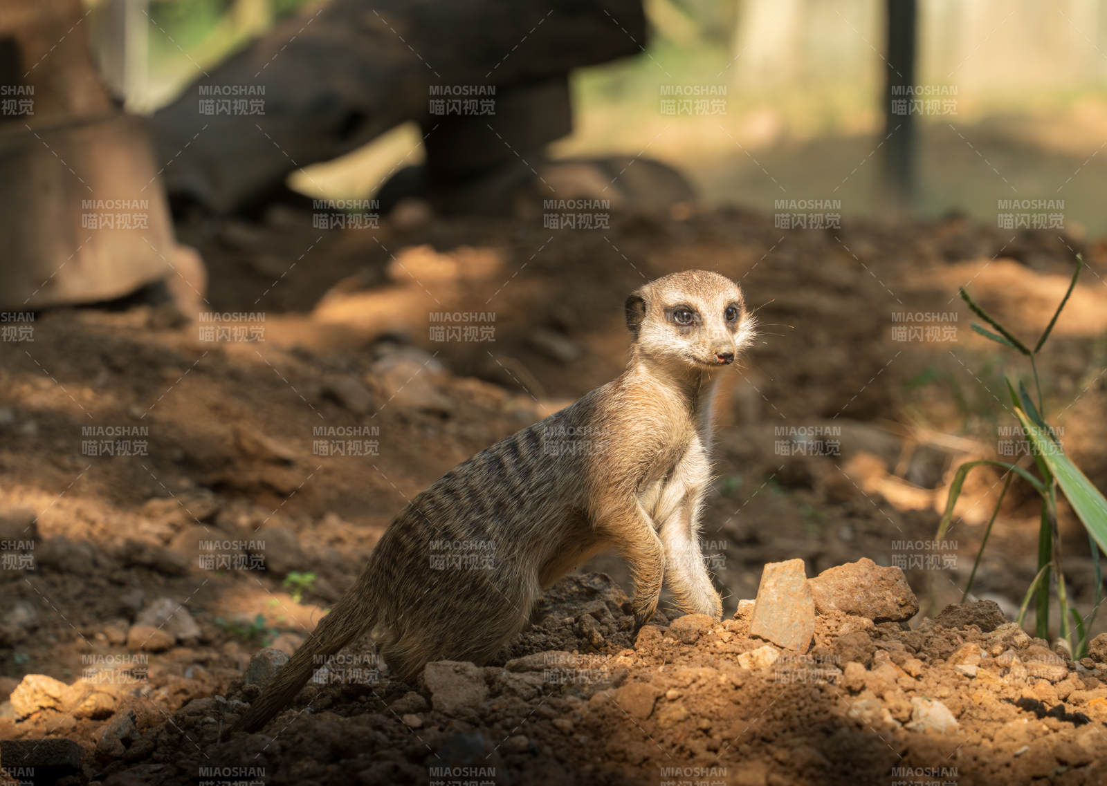 警觉的狐獴图片