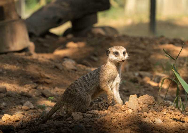 警觉的狐獴图片