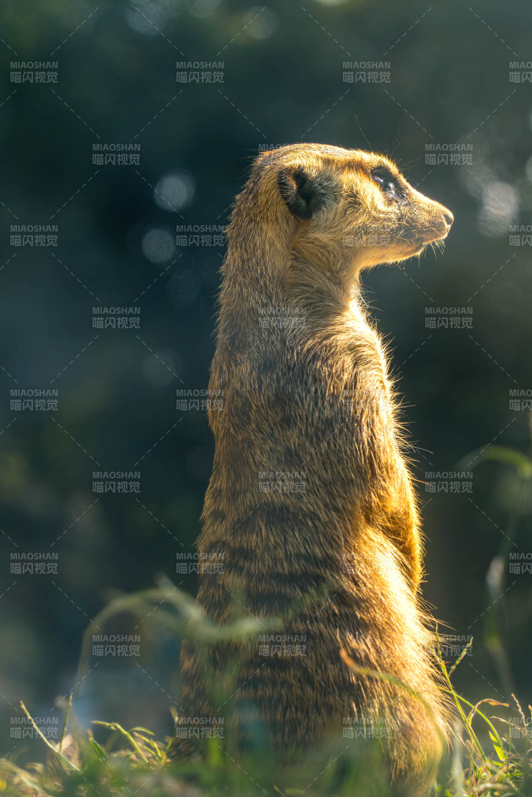 警觉的猫鼬图片