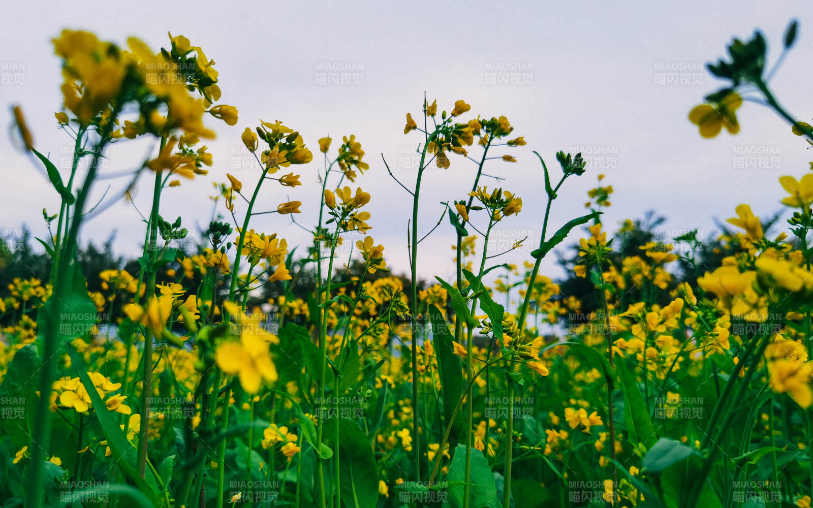 黄花盛开的田野图片