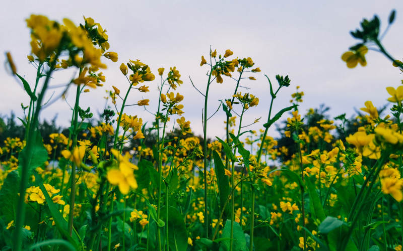 黄花盛开的田野图片