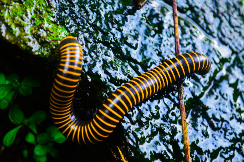 黑黄相间的千足虫图片