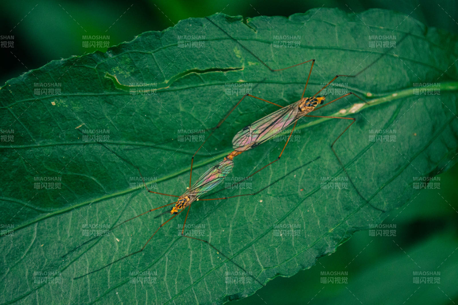 叶上长脚蚊图片