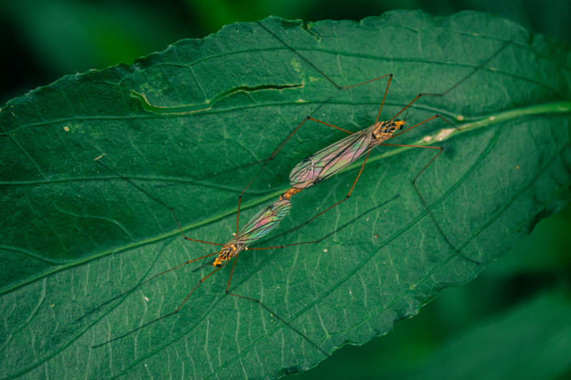 叶上长脚蚊图片