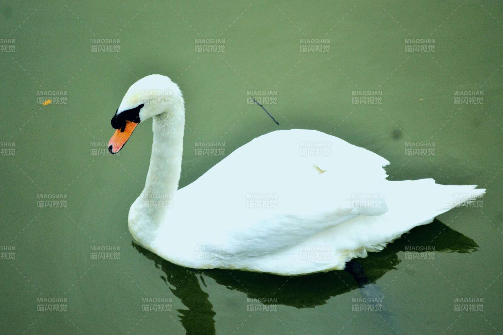湖中独游的白天鹅图片