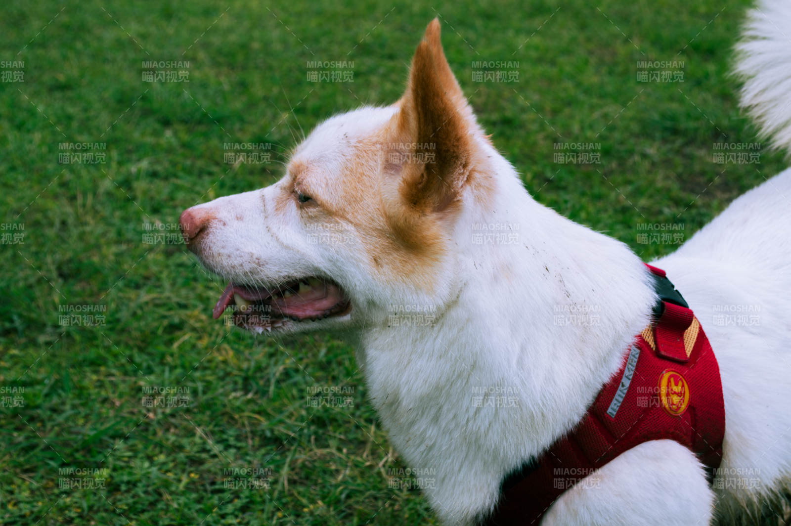 穿红背心的白色狗图片