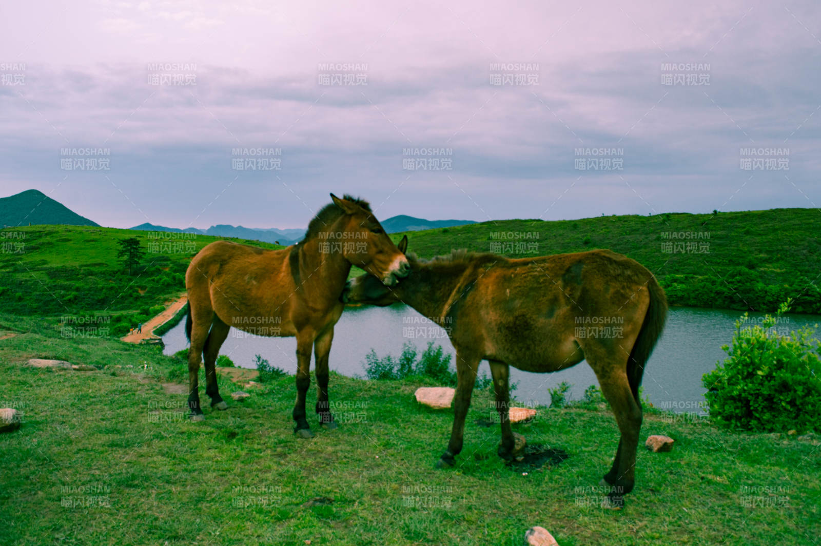 草原上的两匹马图片