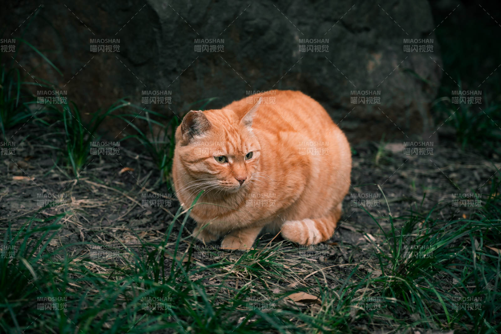 草地上的橙色猫咪图片