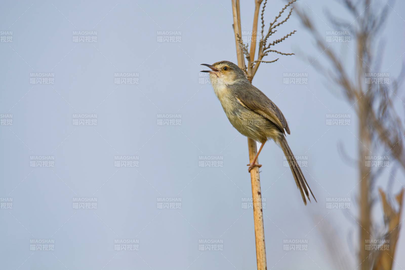鸣唱的山鹪莺图片