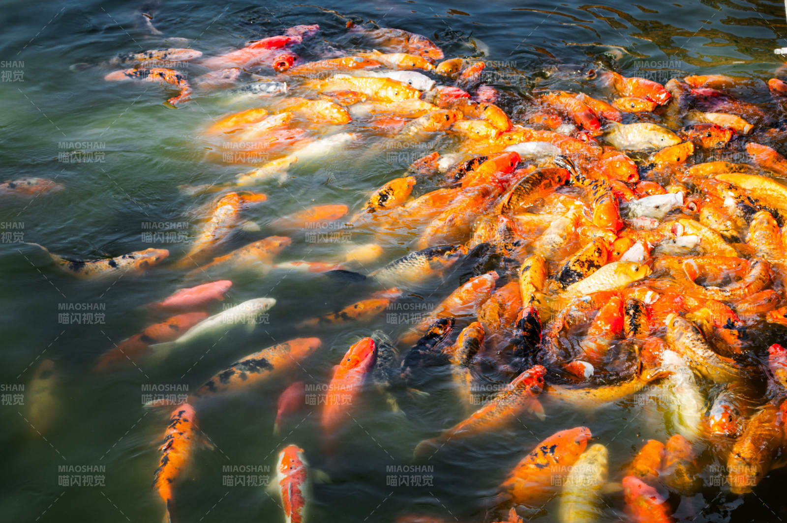 锦鲤群游图片
