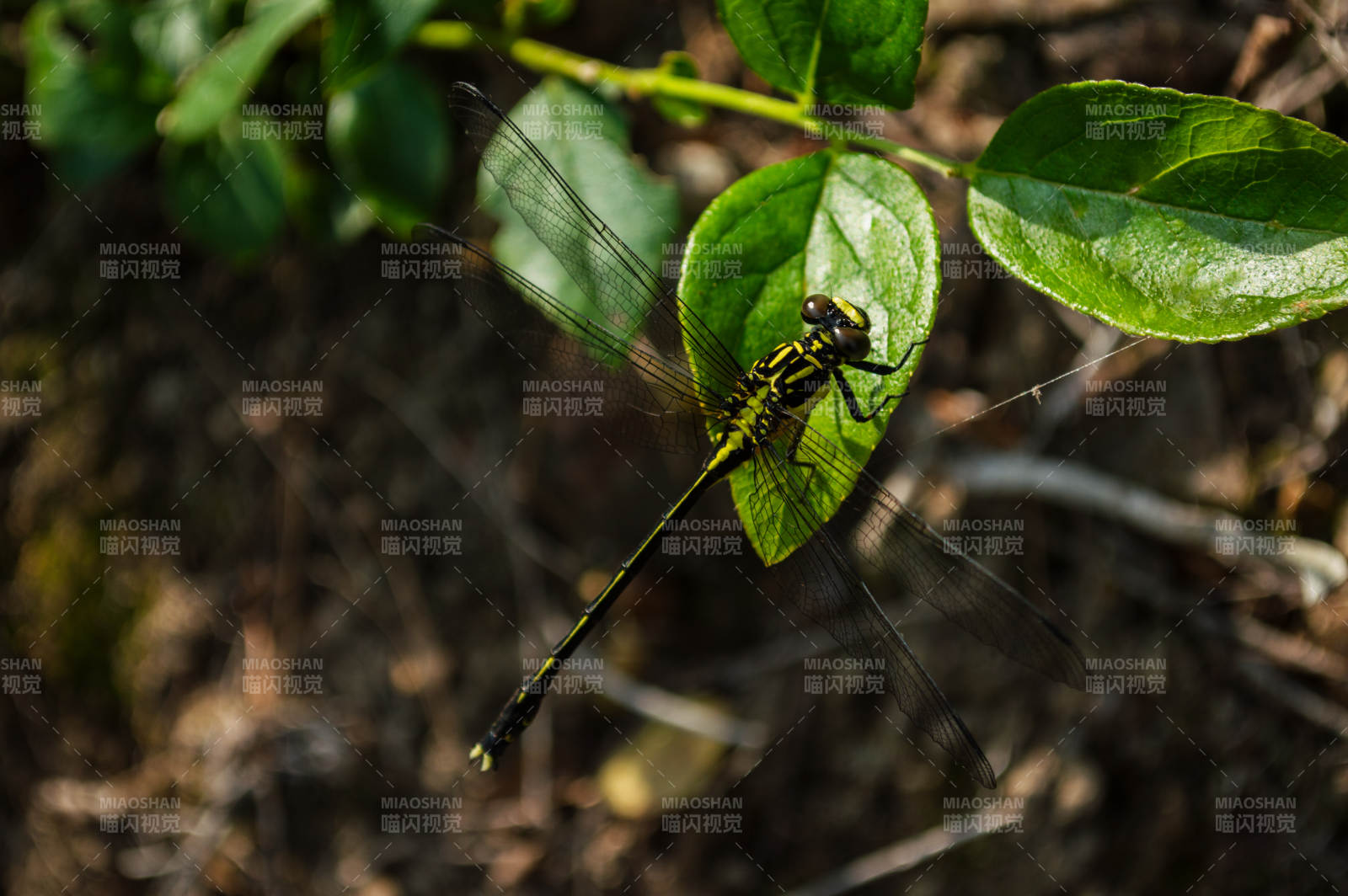 蜻蜓栖息在绿叶上图片