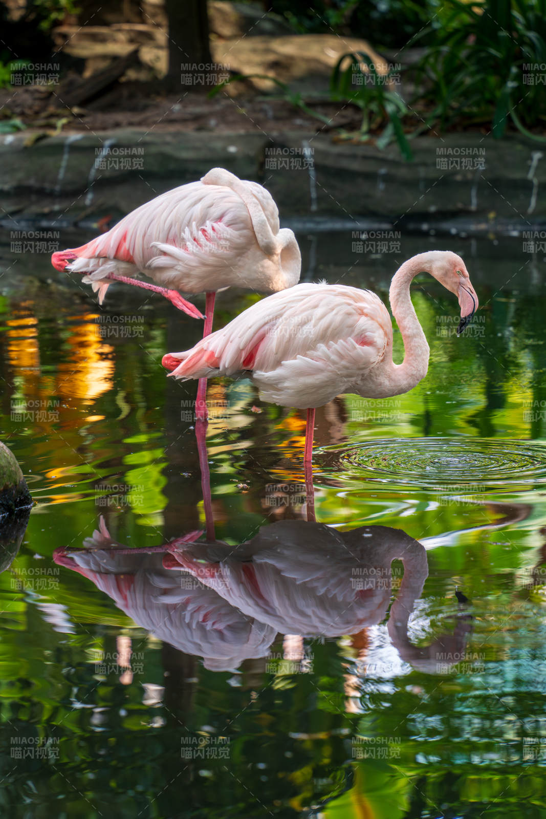 湖中火烈鸟的倒影图片