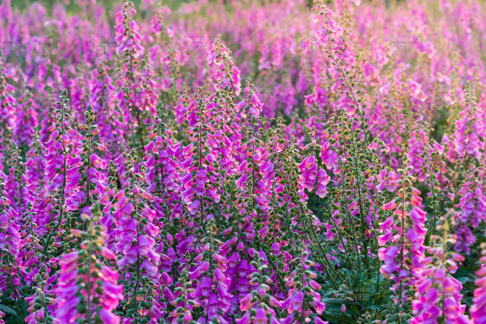 毛地黄紫色花海图片