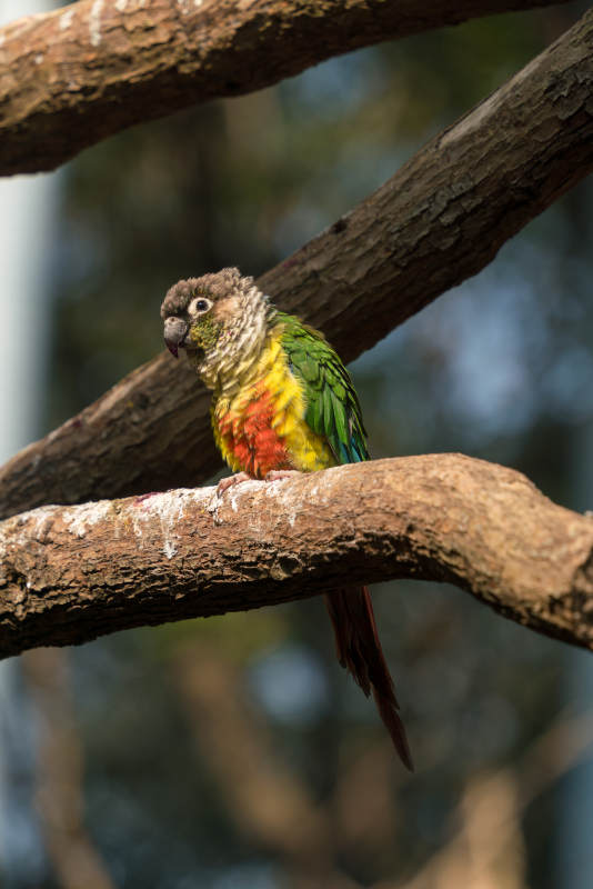 彩色鹦鹉栖息树枝图片