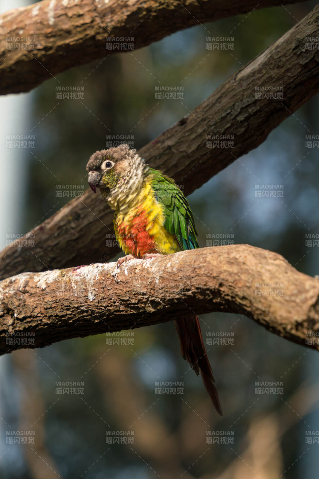 彩色鹦鹉栖息树枝图片