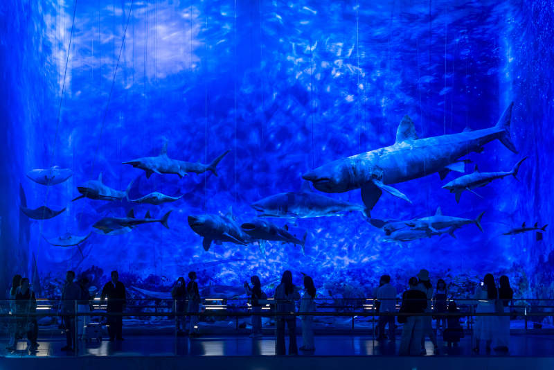 鲨鱼群游水族馆图片