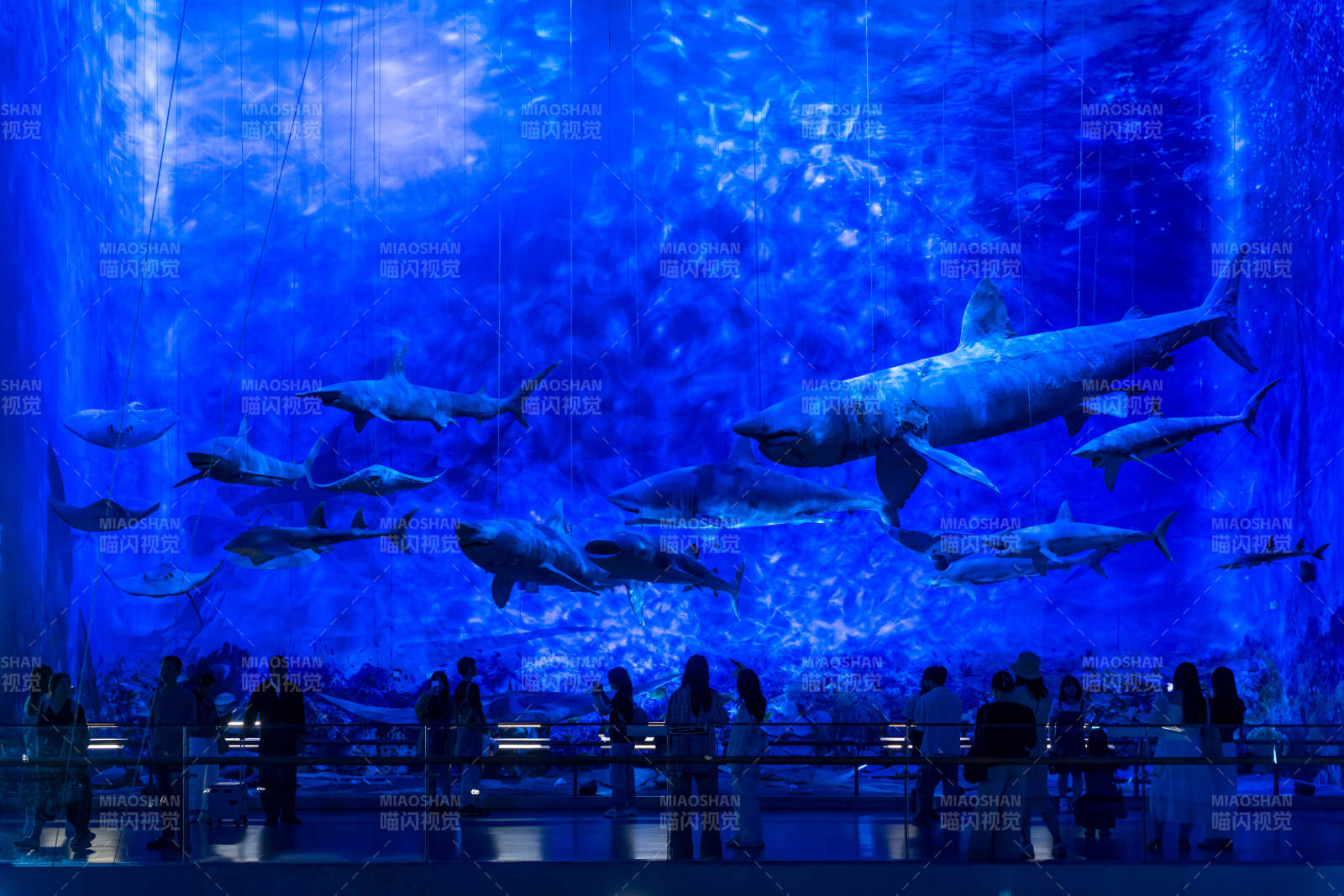 鲨鱼群游水族馆图片