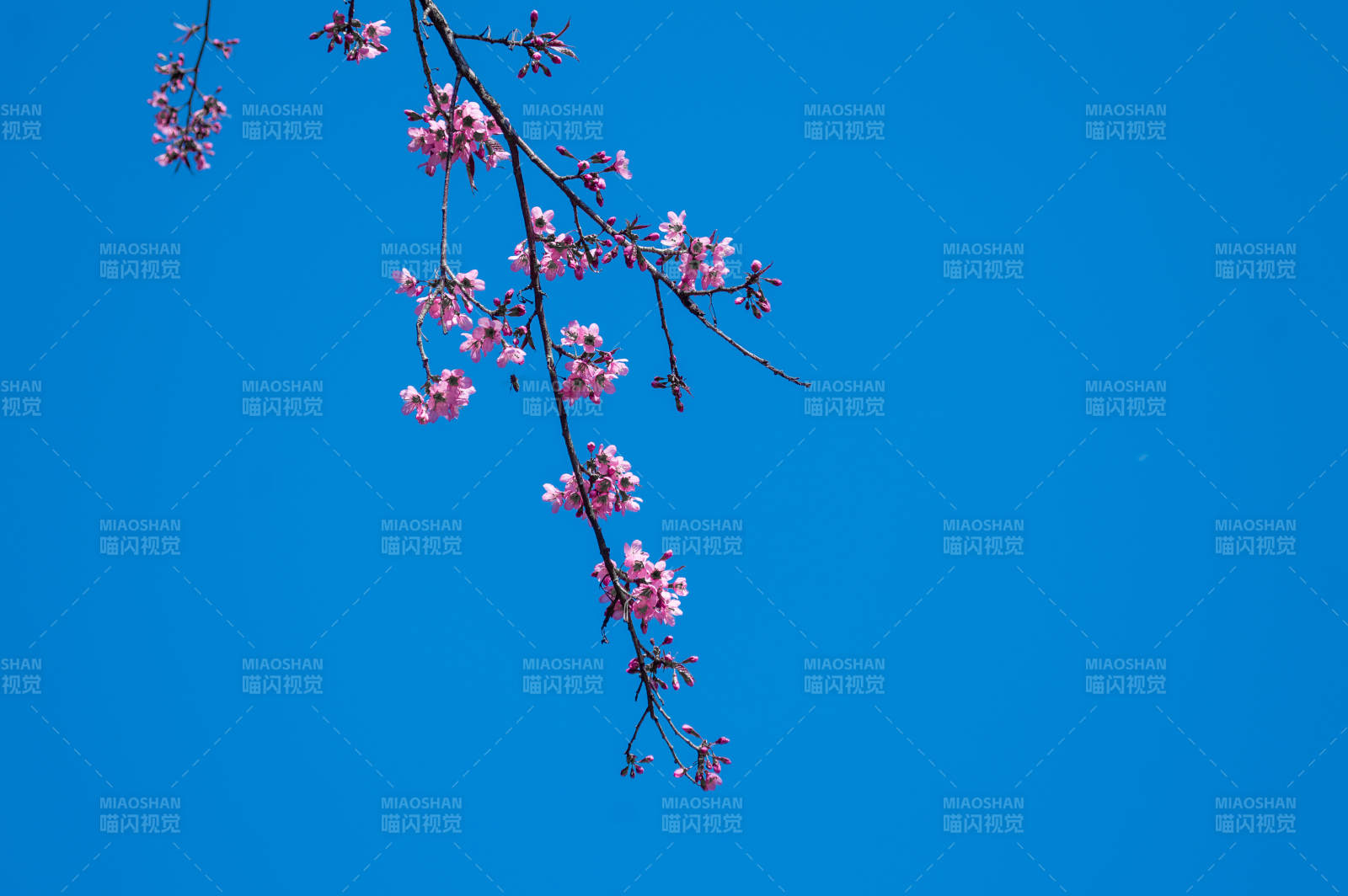 樱花绽放 蓝天相伴图片