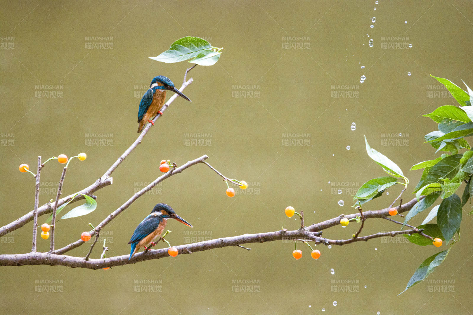 翠鸟栖枝 雨中觅食图片