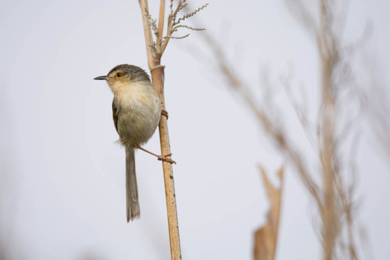 山鹪莺栖息在枯枝上图片