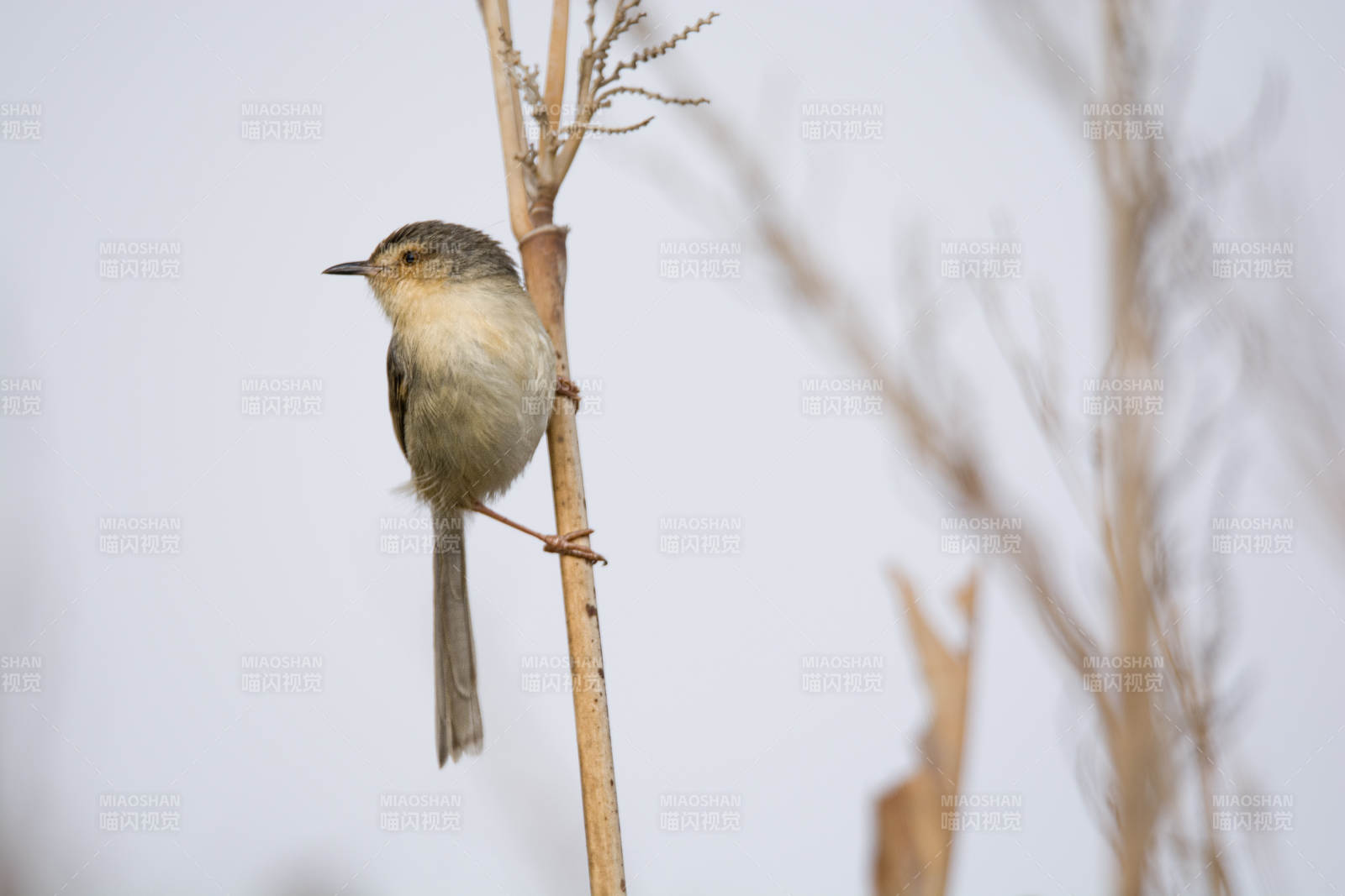 山鹪莺栖息在枯枝上图片