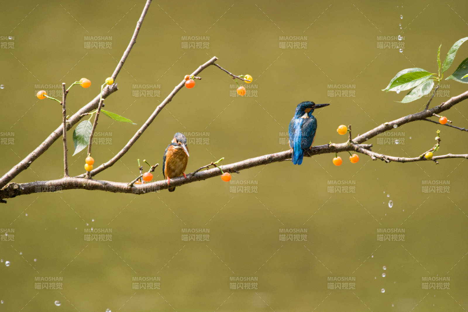 两只鸟儿栖息在果枝上图片