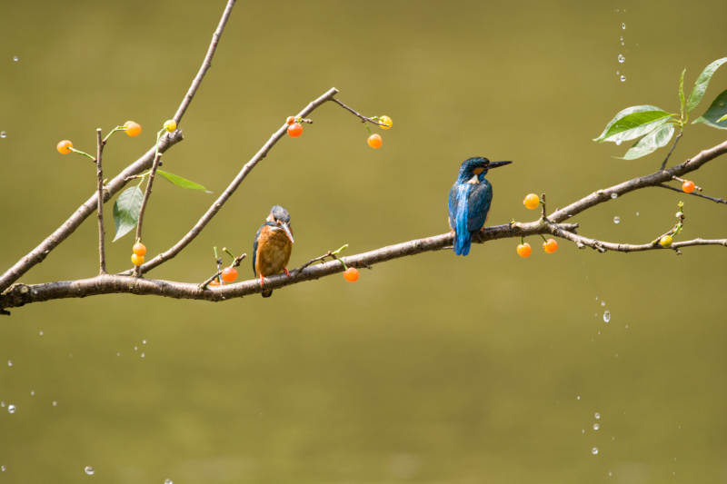 两只鸟儿栖息在果枝上图片