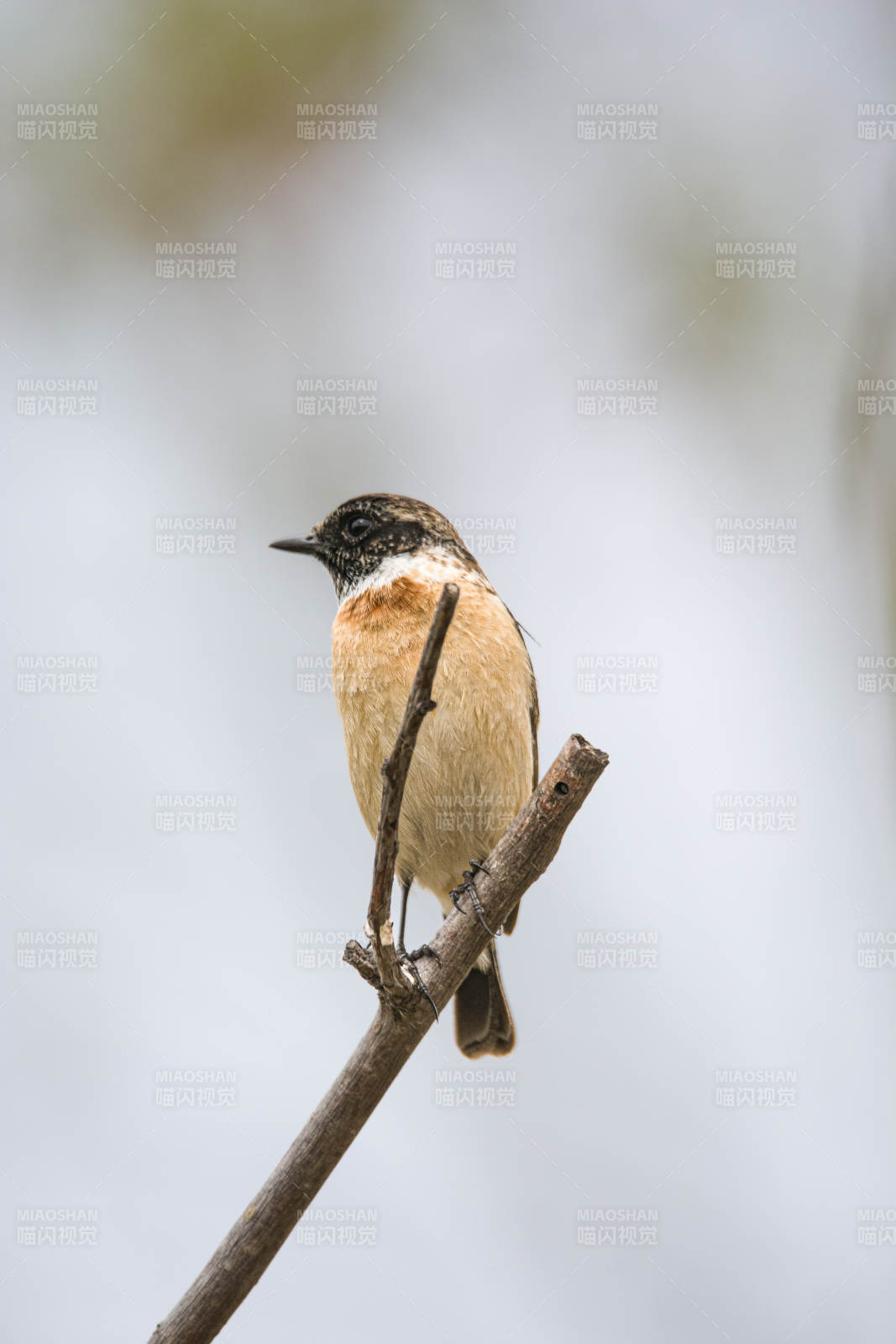 黑喉石䳭栖息在树枝上图片