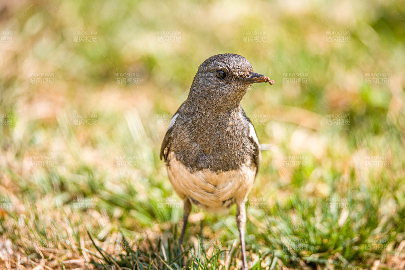 草地上的鹊鸲图片