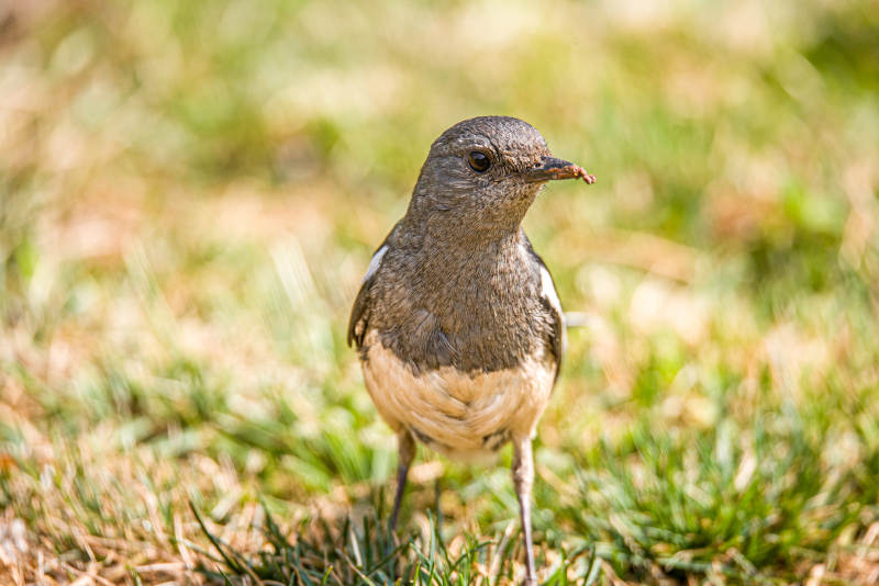 草地上的鹊鸲图片